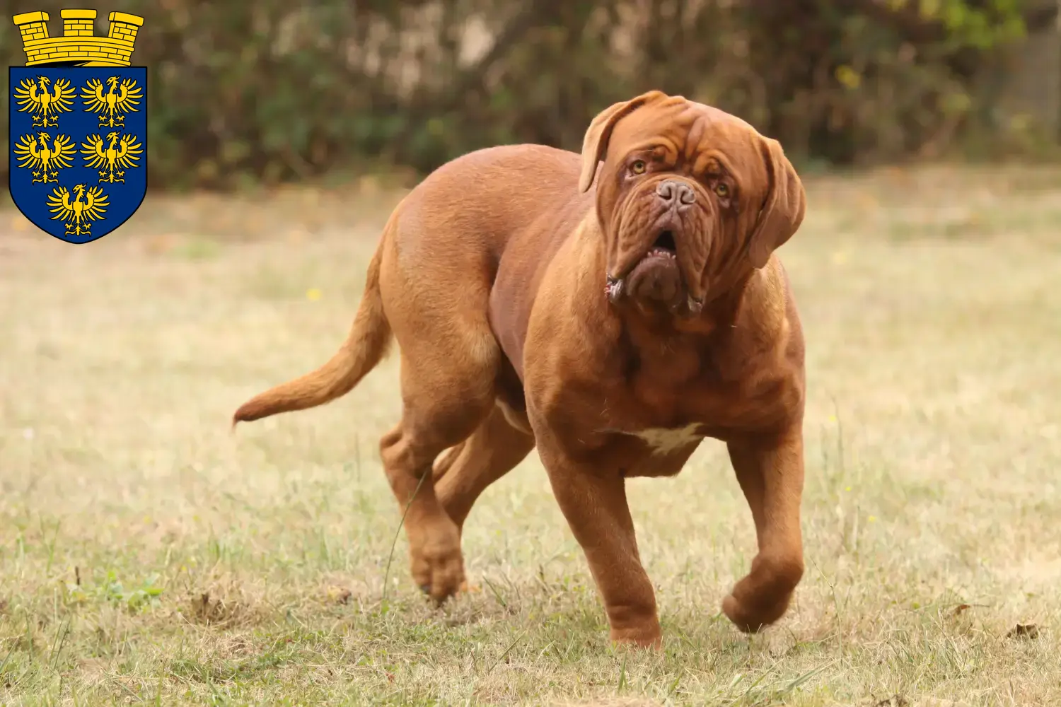 Dogue de Bordeaux chiots et éleveurs Basse-Autriche Ici, tu trouveras des éleveurs de dogues de Bordeaux en Basse-Autriche.