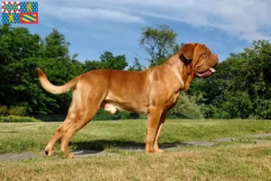Lire la suite à propos de l’article Éleveurs de dogues de Bordeaux et chiots en Bourgogne-Franche-Comté
