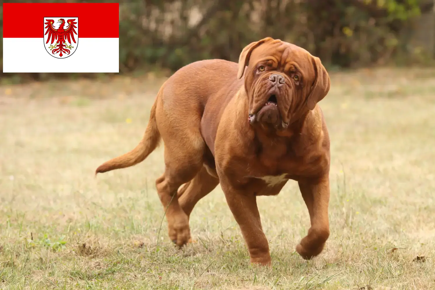 Dogue de Bordeaux chiots et éleveurs Brandenburg Ici, tu trouveras des éleveurs de dogues de Bordeaux dans le Brandebourg.