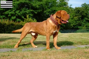 Lire la suite à propos de l’article Éleveurs de dogues de Bordeaux et chiots en Bretagne