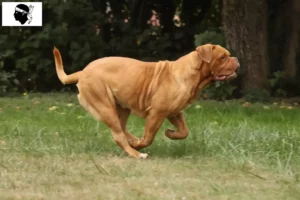 Lire la suite à propos de l’article Éleveurs de dogues de Bordeaux et chiots en Corse
