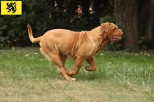 Lire la suite à propos de l’article Éleveurs de dogues de Bordeaux et chiots en Flandre
