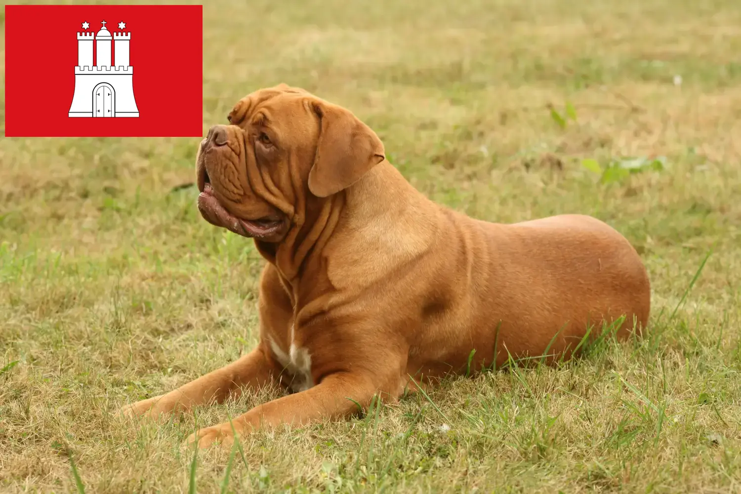 Dogue de Bordeaux chiots et éleveurs Hambourg Ici, tu trouveras des éleveurs de dogues de Bordeaux à Hambourg.