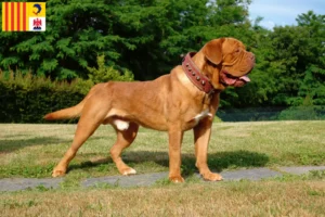 Lire la suite à propos de l’article Éleveurs de dogues de Bordeaux et chiots en Provence-Alpes-Côte d’Azur