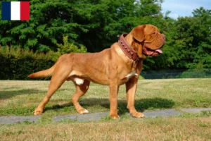 Lire la suite à propos de l’article Éleveurs de dogues de Bordeaux et chiots à la Réunion