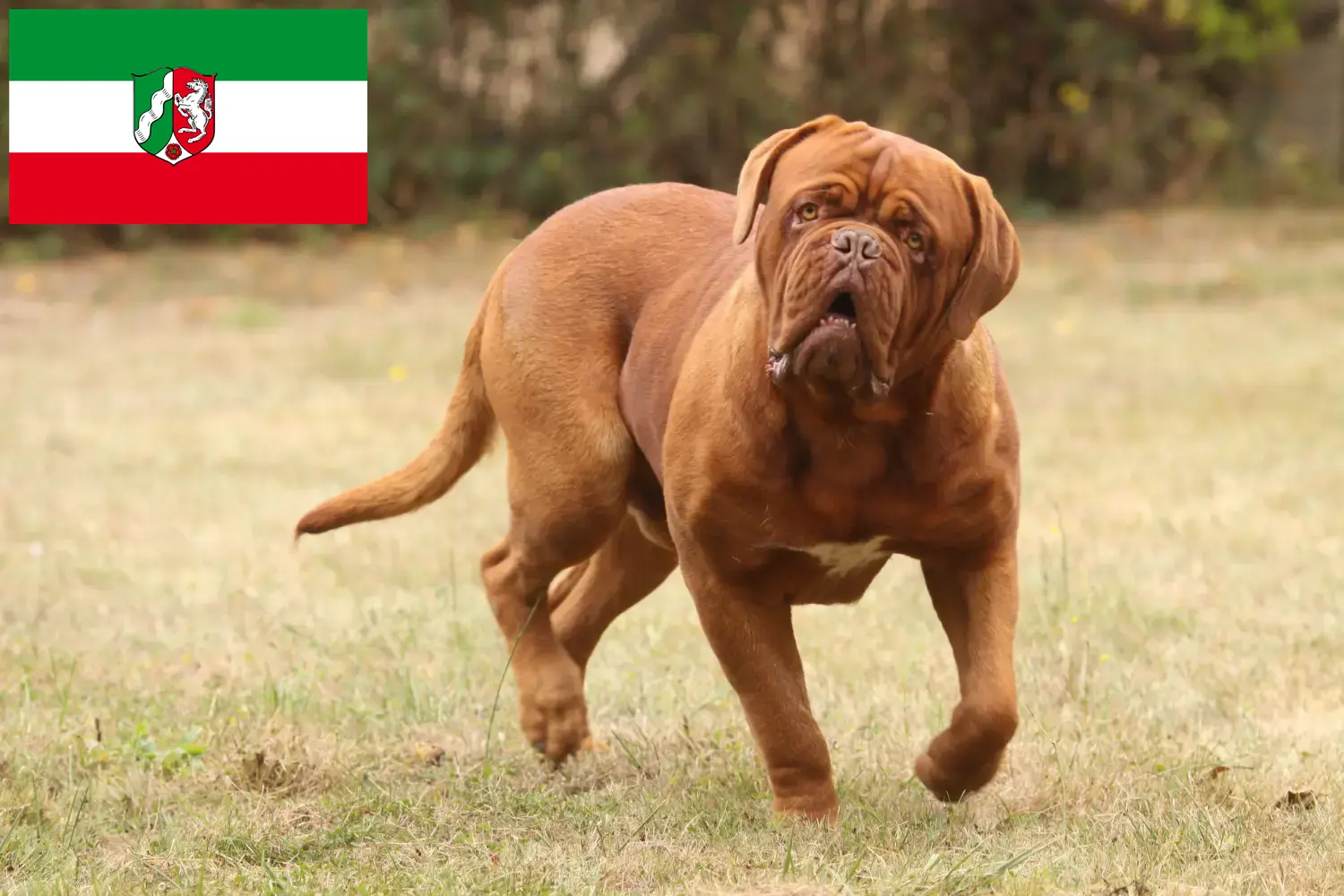 Dogue de Bordeaux chiots et éleveurs Rhénanie-du-Nord-Westphalie Ici, tu trouveras des éleveurs de dogues de Bordeaux en Rhénanie-du-Nord-Westphalie.
