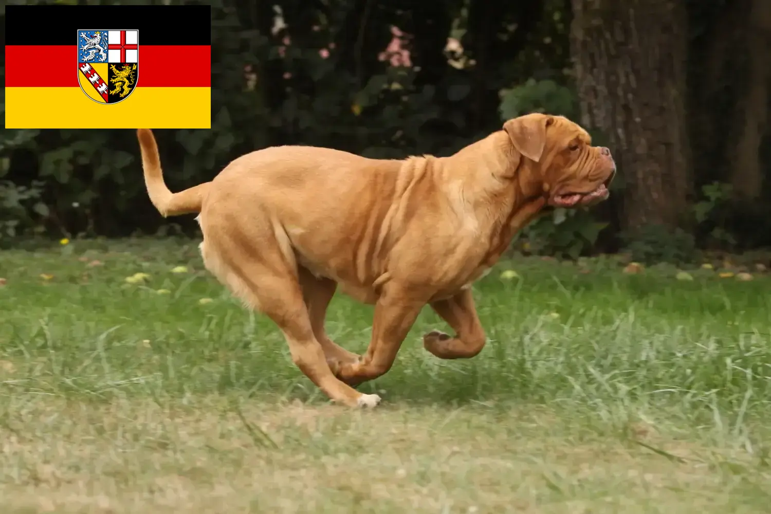 Dogue de Bordeaux chiots et éleveurs Saarland Ici, tu trouveras des éleveurs de dogues de Bordeaux en Sarre.