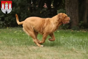 Lire la suite à propos de l’article Éleveurs de dogues de Bordeaux et chiots à Salzbourg