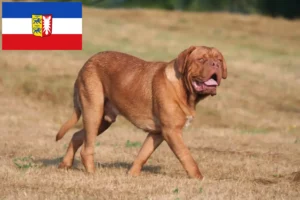Lire la suite à propos de l’article Éleveurs de dogues de Bordeaux et chiots en Schleswig-Holstein