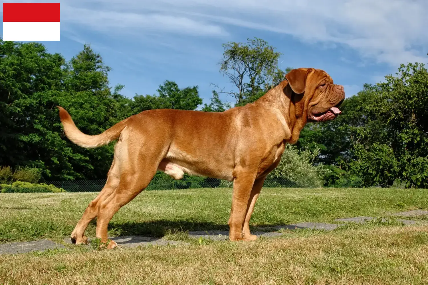 Dogue de Bordeaux chiots et éleveurs Vienne Ici, tu trouveras des éleveurs de dogues de Bordeaux à Vienne.