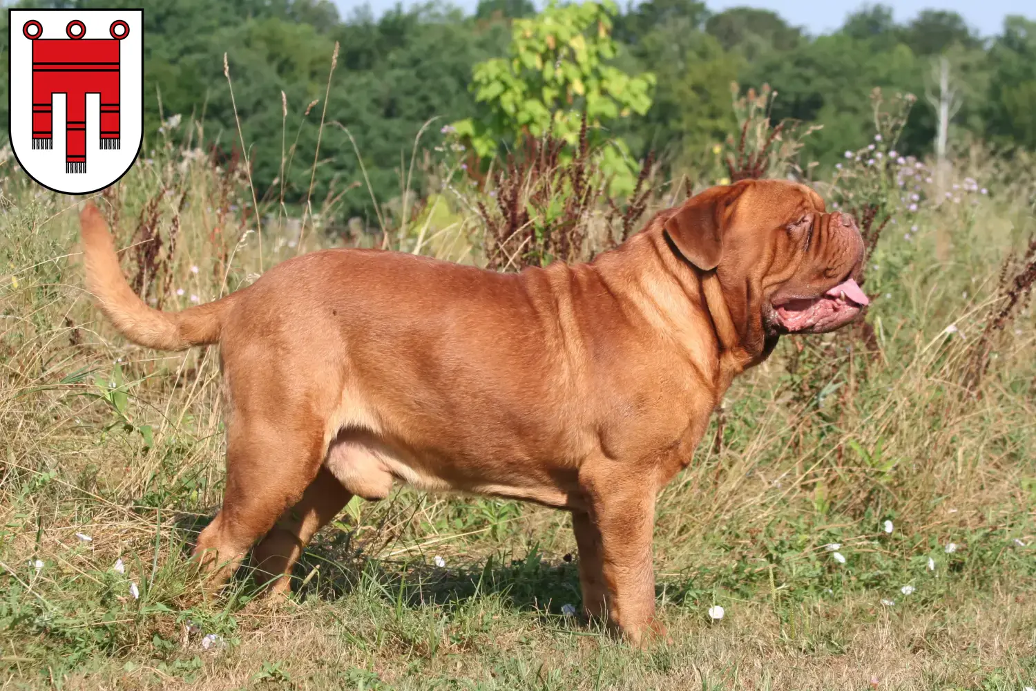 Dogue de Bordeaux chiots et éleveurs Vorarlberg Ici, tu trouveras des éleveurs de dogues de Bordeaux dans le Vorarlberg.