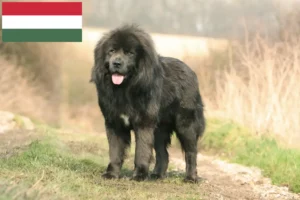 Lire la suite à propos de l’article Éleveurs de dogues du Tibet et chiots en Hongrie