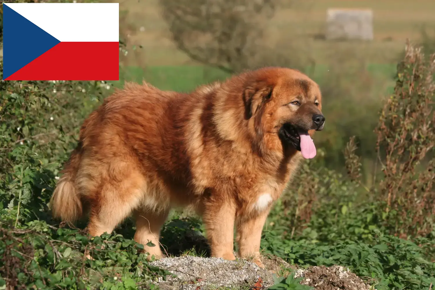 Dogue du Tibet chiots et éleveurs République tchèque Ici, tu trouveras des éleveurs de dogues du Tibet en République tchèque.