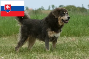Lire la suite à propos de l’article Éleveurs de dogues du Tibet et chiots en Slovaquie