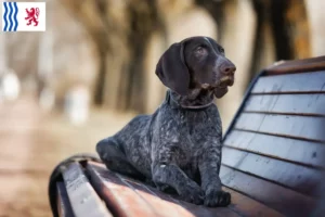 Lire la suite à propos de l’article Éleveurs et chiots à poil court allemand en Nouvelle-Aquitaine