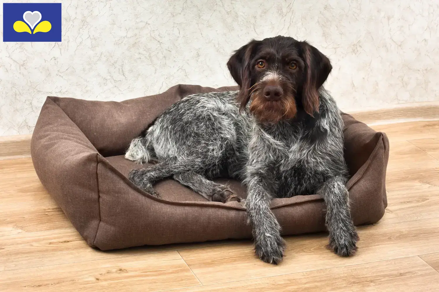 Chiots et éleveurs de chiens à poil dur de la région de Bruxelles-Capitale Ici, tu trouveras des éleveurs de Deutsch Drahthaar en Région de Bruxelles-Capitale.
