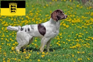 Lire la suite à propos de l’article Éleveurs de Springer Spaniel anglais et chiots dans le Bade-Wurtemberg