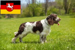 Lire la suite à propos de l’article Éleveurs d’English Springer Spaniel et chiots en Basse-Saxe