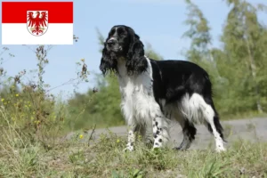 Lire la suite à propos de l’article Éleveurs de Springer Spaniel anglais et chiots dans le Brandebourg