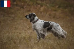 Lire la suite à propos de l’article Éleveurs d’English Springer Spaniel et chiots en Guadeloupe