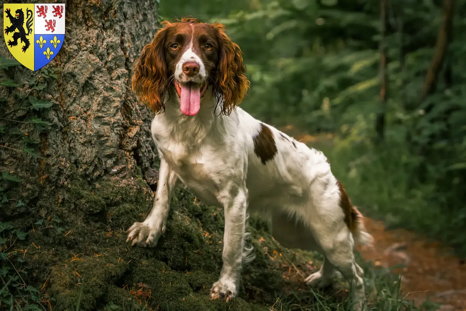 English Springer Spaniel chiots et éleveurs Hauts-de-France Ici, tu trouveras des éleveurs d'English Springer Spaniels en Hauts-de-France.