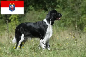 Lire la suite à propos de l’article Éleveurs de Springer Spaniel anglais et chiots en Hesse