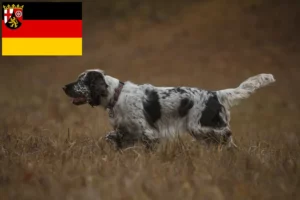 Lire la suite à propos de l’article English Springer Spaniel Éleveurs et chiots en Rhénanie-Palatinat