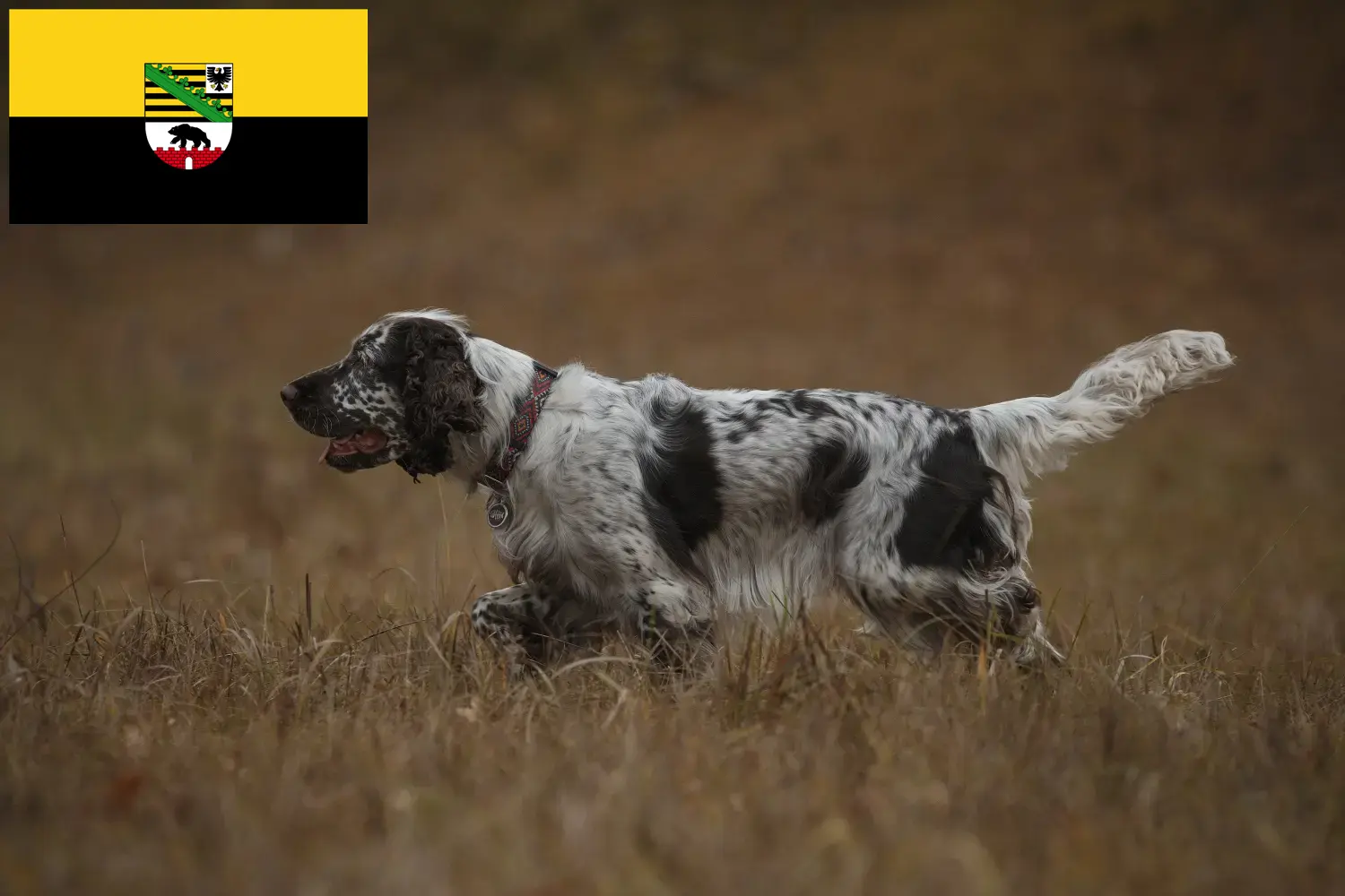 English Springer Spaniel Chiots et éleveurs Saxe-Anhalt Ici, tu trouveras des éleveurs d'English Springer Spaniels en Saxe-Anhalt.