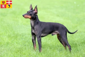 Lire la suite à propos de l’article Éleveurs de English Toy Terrier et chiots en Auvergne-Rhône-Alpes