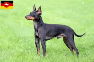 Lire la suite à propos de l’article Éleveurs de English Toy Terrier et chiots en Basse-Saxe