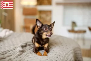 Lire la suite à propos de l’article Éleveurs de English Toy Terrier et chiots à Brême