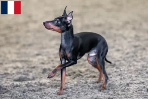 Lire la suite à propos de l’article Éleveurs de English Toy Terrier et chiots en France