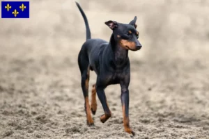 Lire la suite à propos de l’article Éleveurs de English Toy Terrier et chiots en Île-de-France