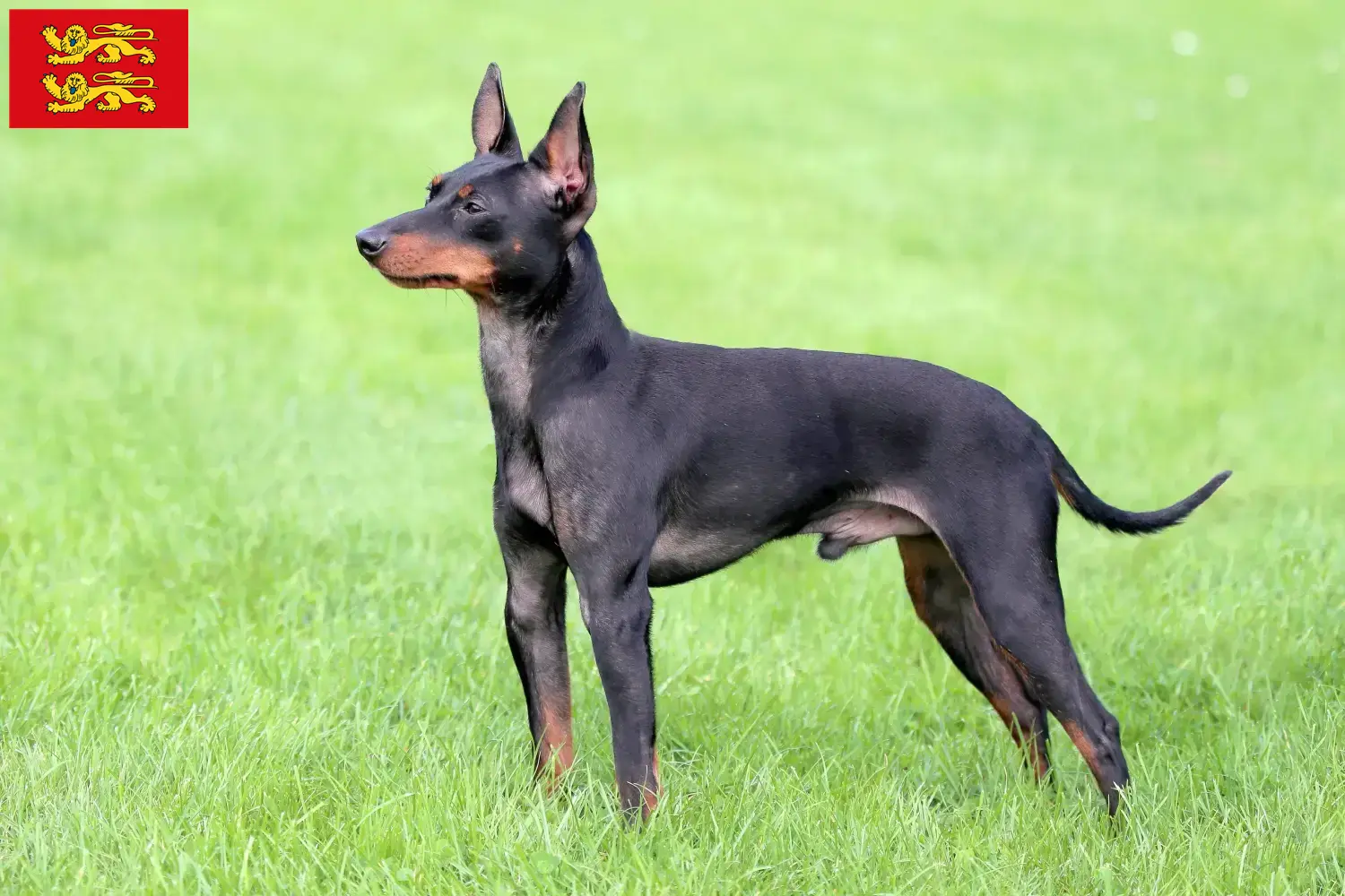 English Toy Terrier chiots et éleveurs Normandie Ici, tu trouveras des éleveurs de English Toy Terrier en Normandie.