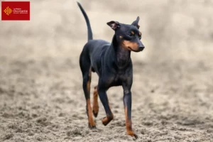 Lire la suite à propos de l’article Éleveurs de English Toy Terrier et chiots en Occitanie