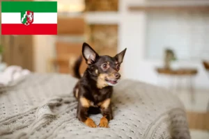 Lire la suite à propos de l’article English Toy Terrier éleveurs et chiots en Rhénanie du Nord-Westphalie