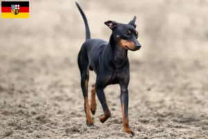 Lire la suite à propos de l’article Éleveurs de English Toy Terrier et chiots en Sarre