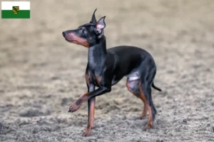 Lire la suite à propos de l’article English Toy Terrier éleveurs et chiots en Saxe