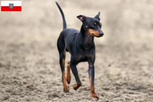 Lire la suite à propos de l’article Éleveurs de English Toy Terrier et chiots en Thuringe