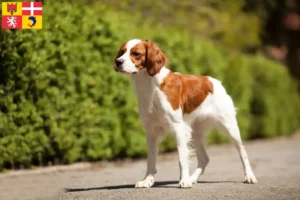 Lire la suite à propos de l’article Éleveurs d’Epagneul Breton et chiots en Auvergne-Rhône-Alpes