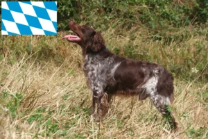 Lire la suite à propos de l’article Éleveurs d’Epagneul Breton et chiots en Bavière