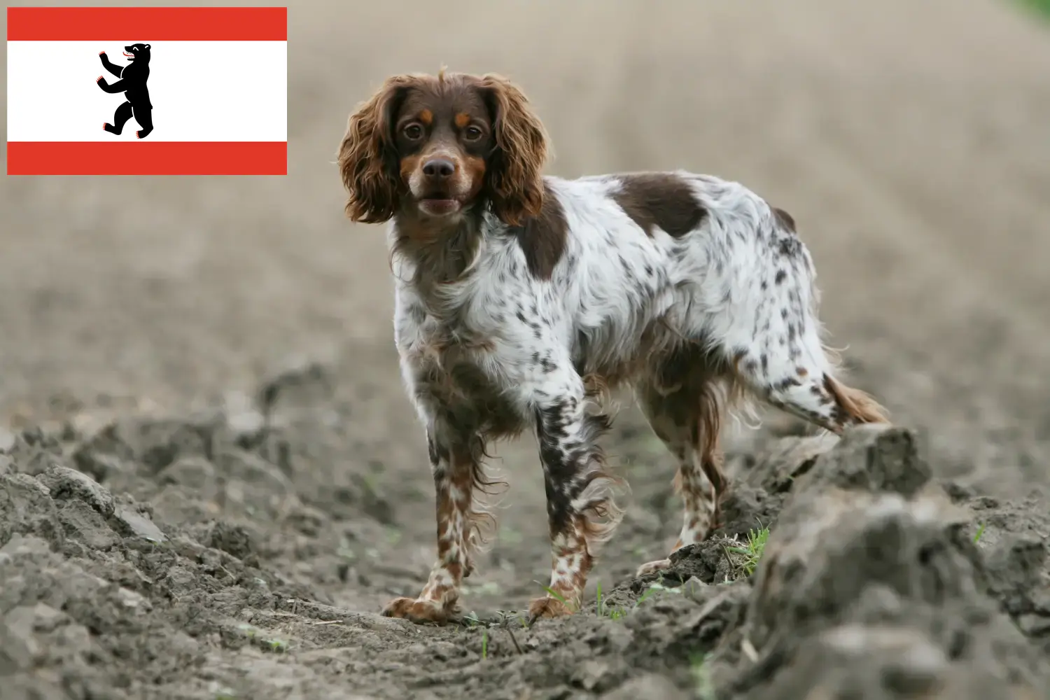 Epagneul Breton chiots et éleveurs Berlin Ici, tu trouveras des éleveurs d'Epagneul Bretons à Berlin.