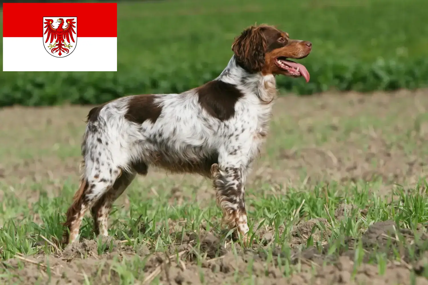 Epagneul Breton chiots et éleveurs Brandenburg Ici, tu trouveras des éleveurs d'Epagneul Bretons dans le Brandebourg.