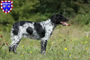 Lire la suite à propos de l’article Éleveurs d’Epagneul Breton et chiots en Centre-Val de Loire