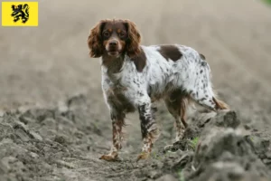 Lire la suite à propos de l’article Éleveurs d’Epagneul Breton et chiots en Flandre