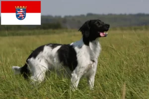 Lire la suite à propos de l’article Éleveurs d’Epagneul Breton et chiots en Hesse
