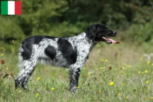 Lire la suite à propos de l’article Éleveurs d’Epagneul Breton et chiots en Italie