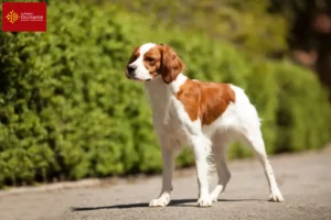 Lire la suite à propos de l’article Éleveurs d’Epagneul Breton et chiots en Occitanie