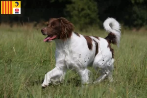 Lire la suite à propos de l’article Éleveurs d’Epagneul Breton et chiots en Provence-Alpes-Côte d’Azur