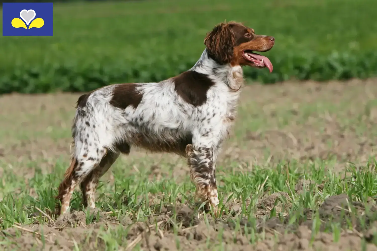 Epagneul Breton chiots et éleveurs Région de Bruxelles-Capitale Ici, tu trouveras des éleveurs d'Epagneul Bretons en Région de Bruxelles-Capitale.